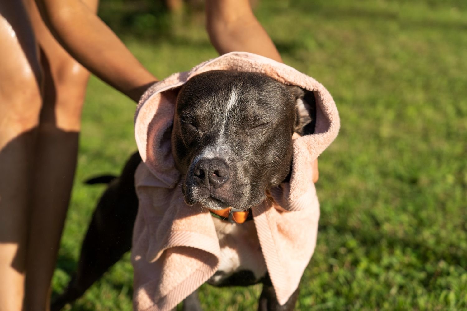 White dog with pink nose and ears resting in shade, showing vulnerable areas where dogs get sunburned
