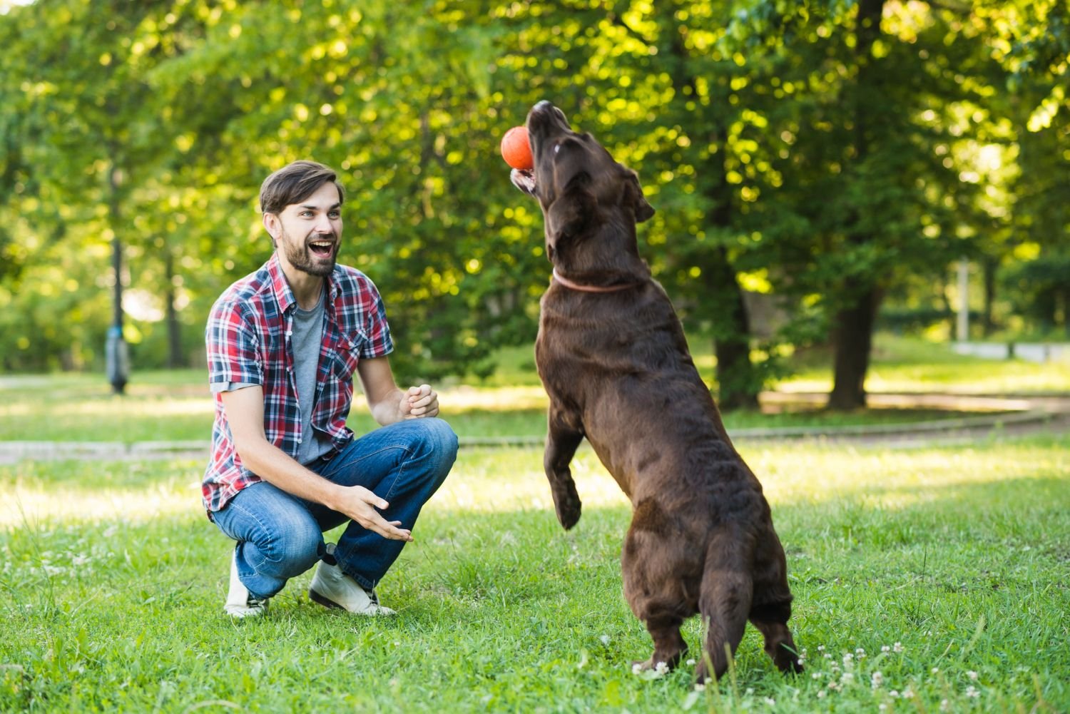 Dog eagerly catching a treat in the air during a playful training session outdoors