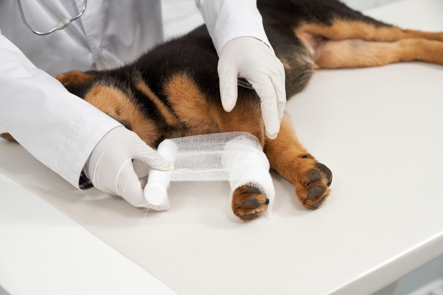 Dog first aid kit with essential supplies including gauze, bandages, scissors, thermometer, and emergency contact numbers displayed on a table