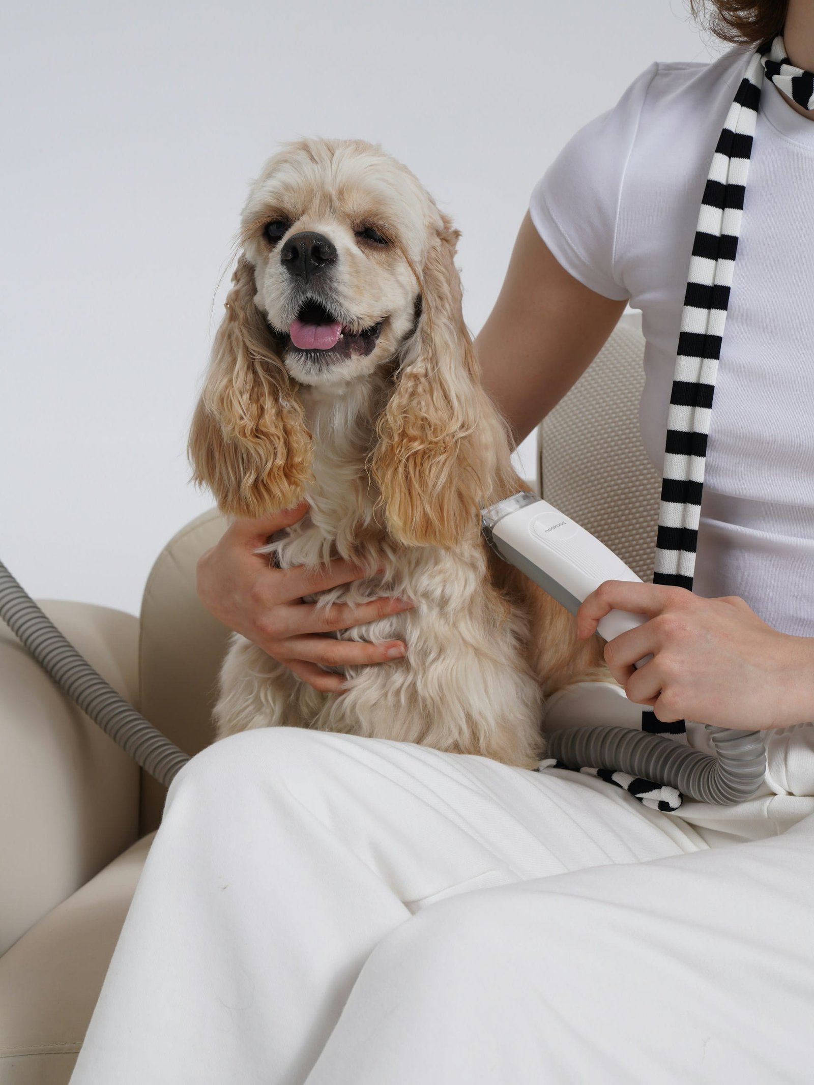 Pet care guide covering grooming, nutrition, training, and everyday pet needs