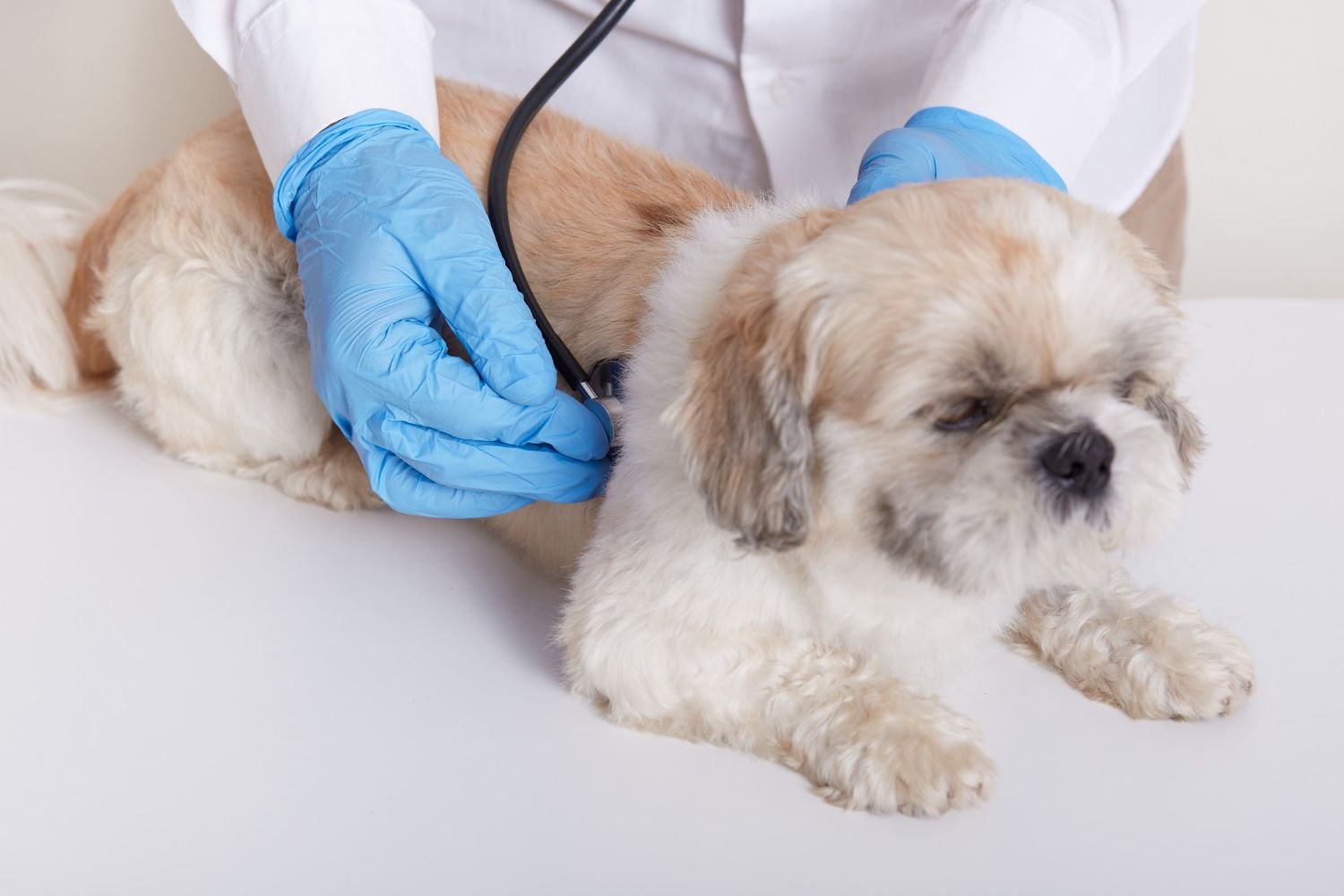 Dog at veterinarian's office getting a checkup with stethoscope and medical tools