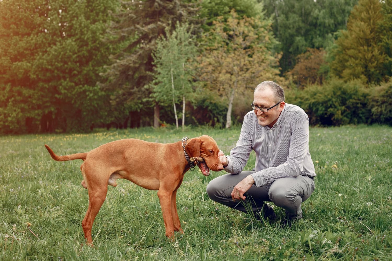 Senior dog receiving gentle joint examination from veterinarian
