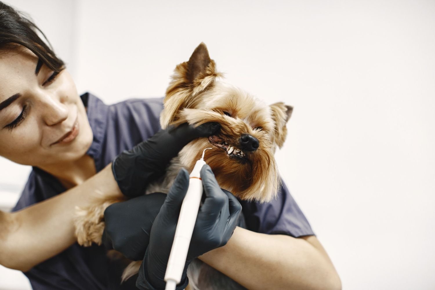 Dog getting a dental checkup with veterinarian examining teeth