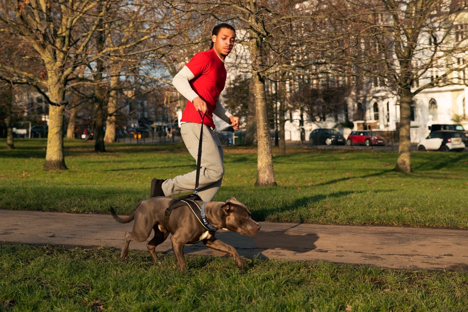 Dog walking calmly on leash with positive reinforcement training tools nearby