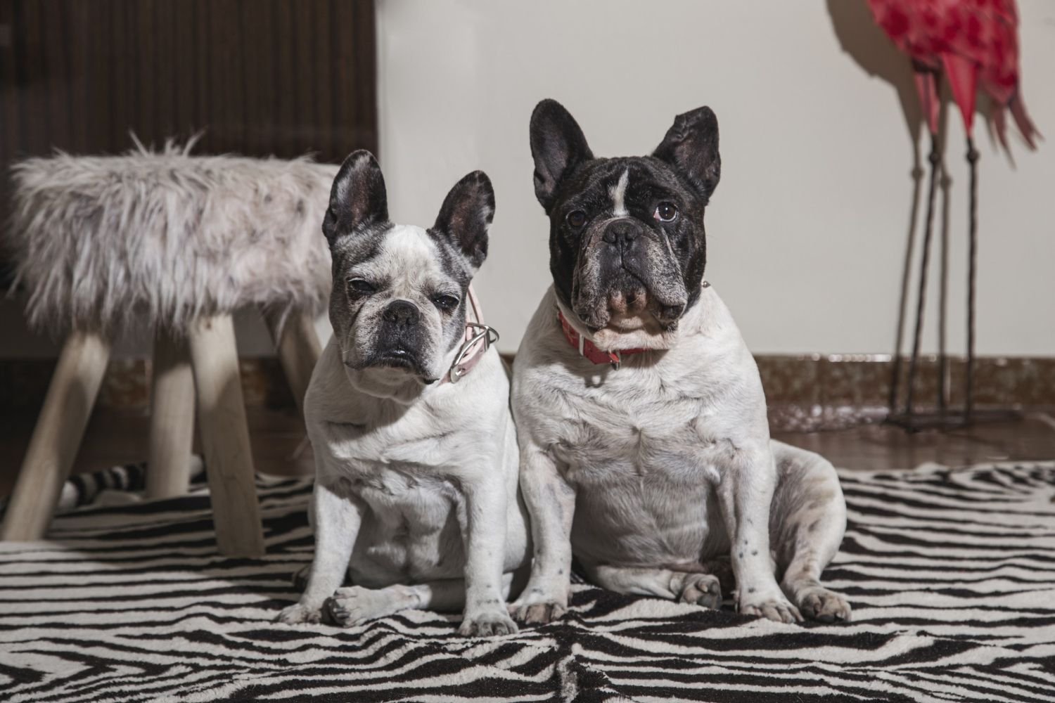 Collage of popular dog breeds in 2026 including Golden Retriever, French Bulldog, and Chihuahua