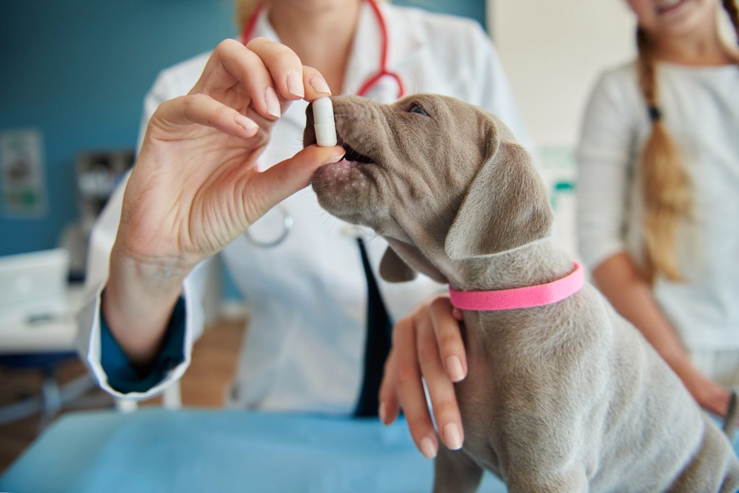 Dog probiotics and gut health supplements arranged on a table with a dog looking at them