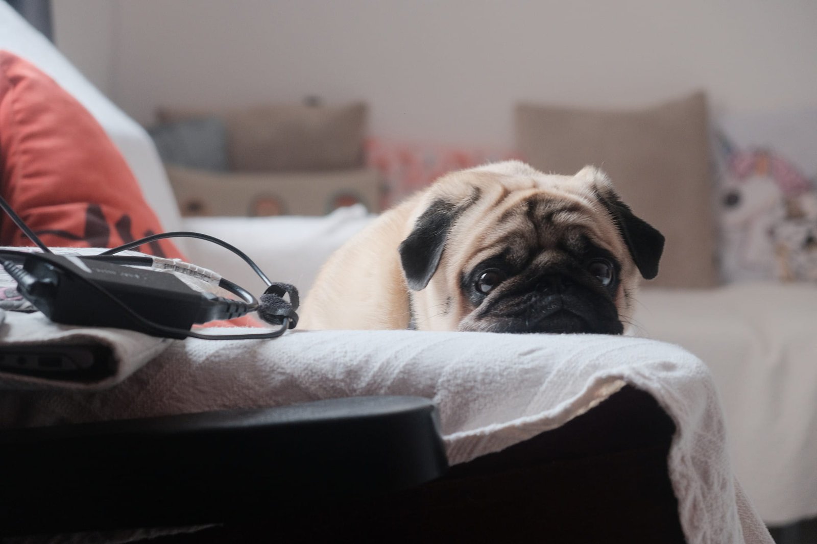 Dog resting at home while its owner monitors a persistent cough after dog daycare