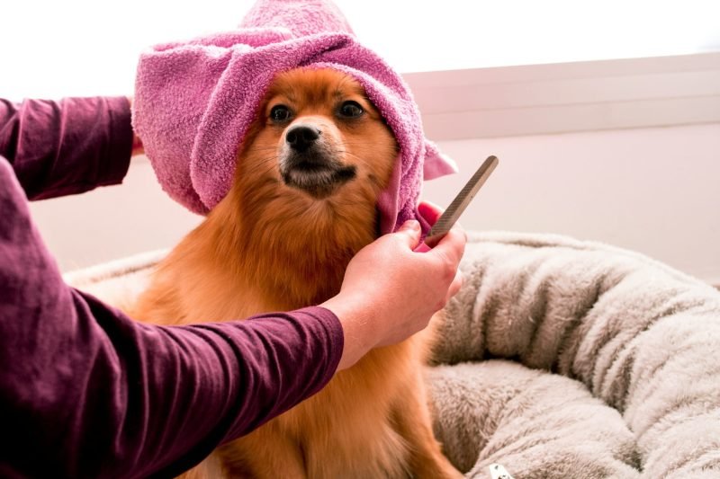 Pet owner providing everyday care for a healthy companion animal
