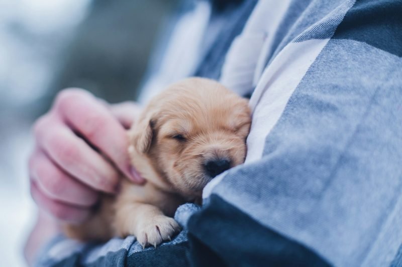 Responsible Dog Care